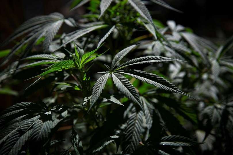 Vista de plantas de marihuana. EFE