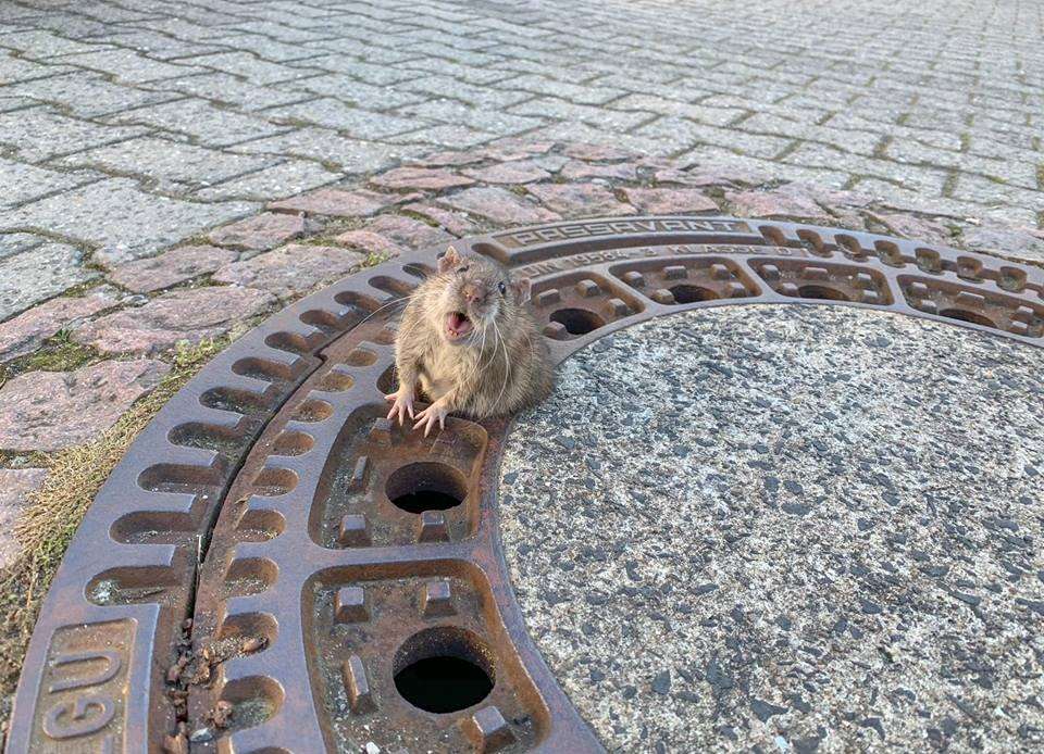 Vista del roedor atrapado. Imagen de  Berufstierrettung Rhein Neckar