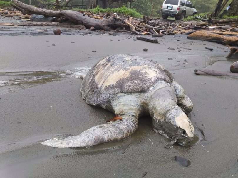 Los expertos aún desconocen la causa de la mortandad de las tortugas. EFE