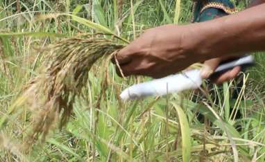 El arroz, un cultivo y un alimento como ningún otro en Panamá. Foto: Cortesía