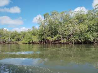 Chiriquí cuenta con el 25% de los manglares del país. Foto: Maricarmen Camargo