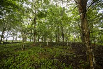 Los investigadores se sorprendieron al descubrir que la cantidad de dióxido de carbono liberado por los suelos forestales. Foto: Sean Mattson, STRI